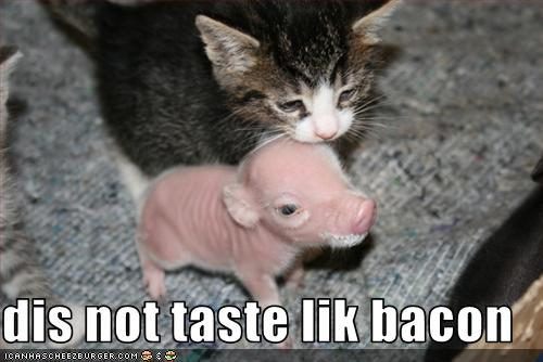 kitty-bacon.bmp