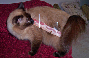 bacon-cat.jpg