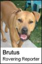 bacon-brutus.jpg