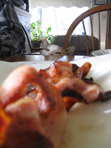 Bacon Cats!