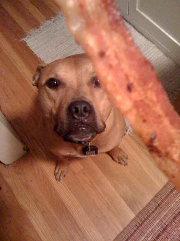brutus-loves-bacon
