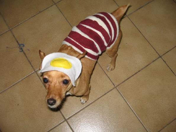 bacon-and-egg-dog-costume
