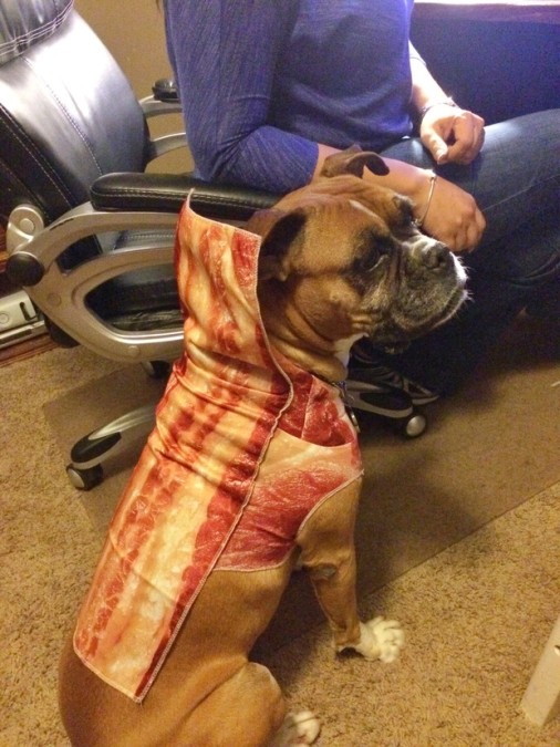 bacon-dog-costume-1419922550-532634434971