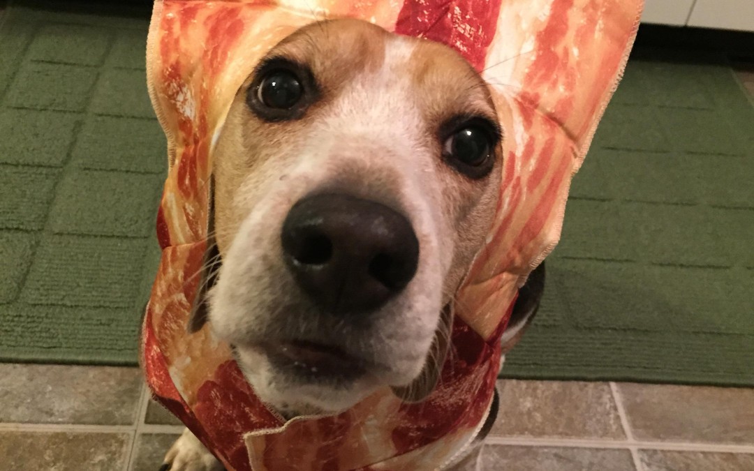 10 Pets in Bacon Halloween Costumes