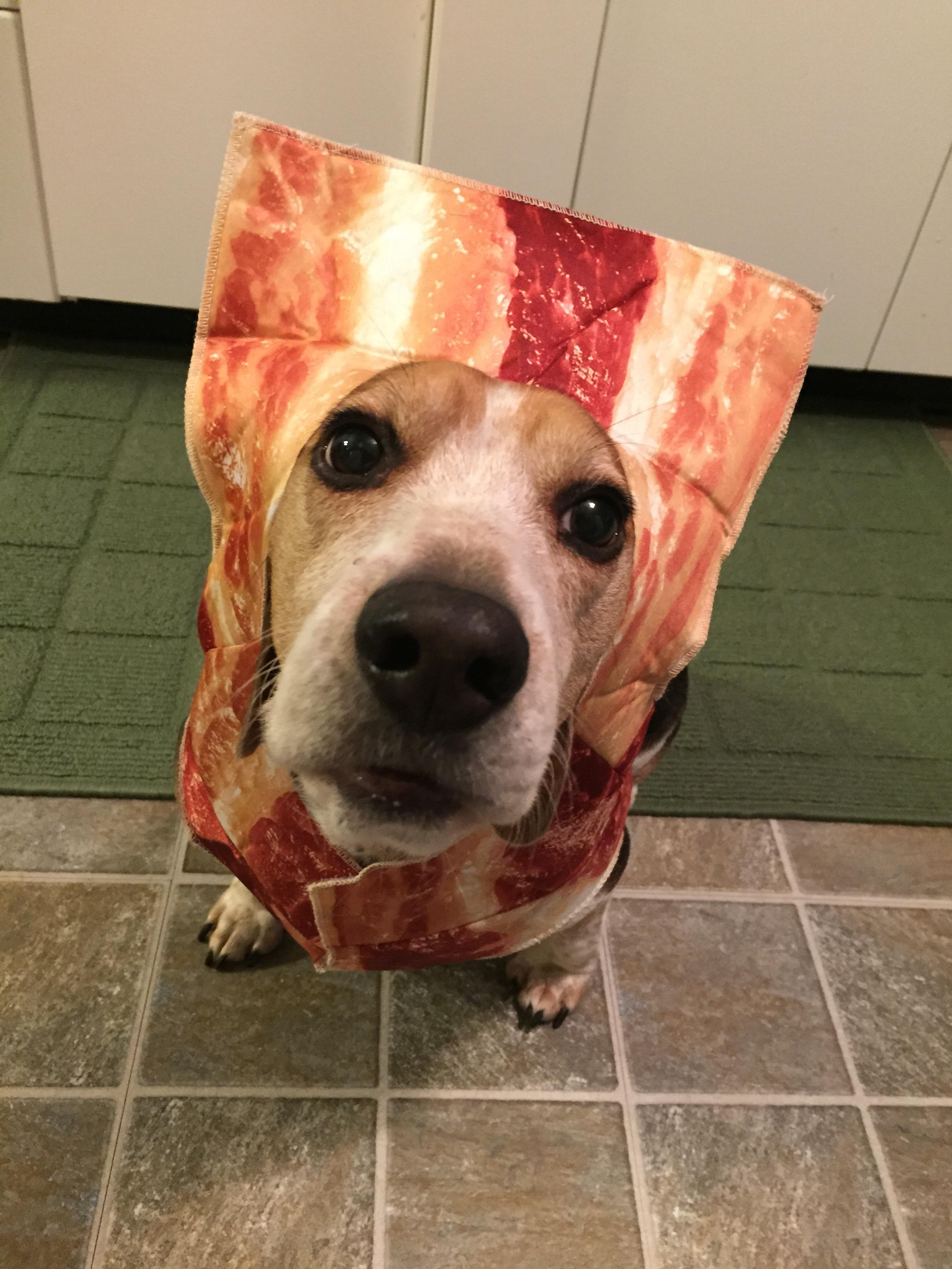 10 Pets in Bacon Halloween Costumes - Royal Bacon Society